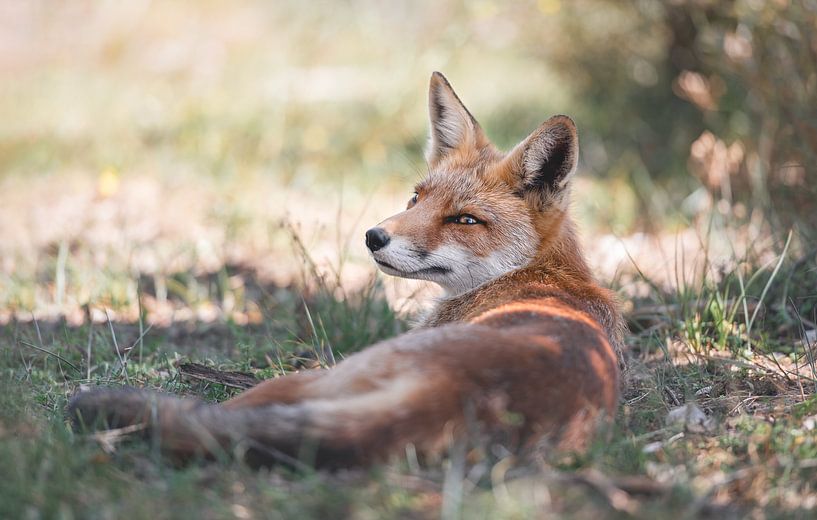 Renard se reposant dans l'herbe - arrière-plan doux par Jolanda Aalbers