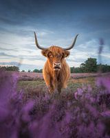 Scottish Highlander on the Heath | Nature Photography | Netherlands