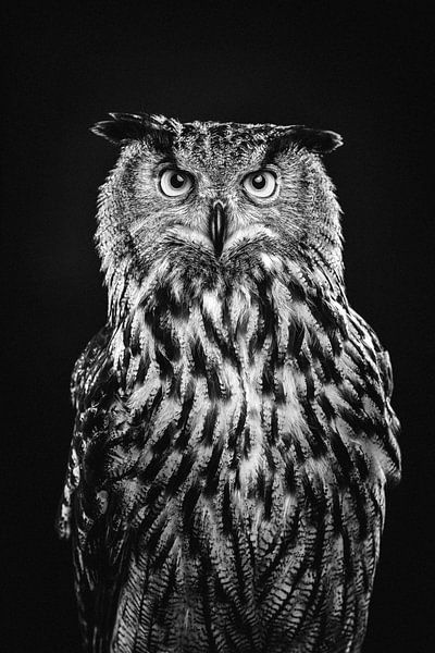 Fine-art portrait of an Eagle Owl in Black and White by Lotte van Alderen