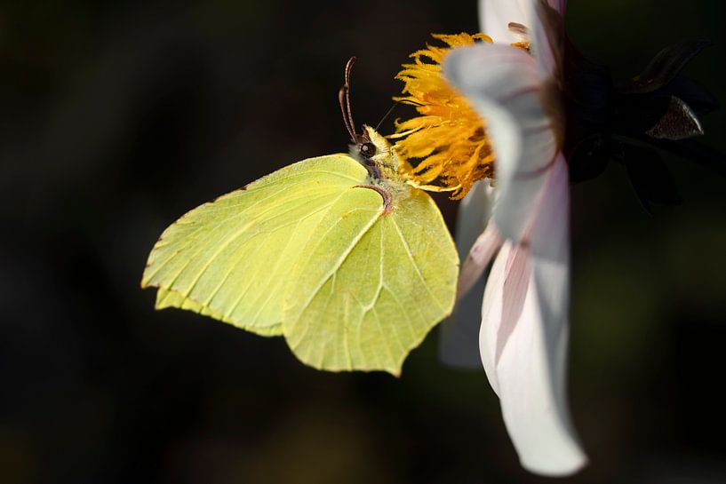 Lemon butterfly by Niek Goossen