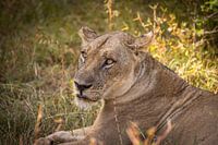 Portrait of a lion in Zambia