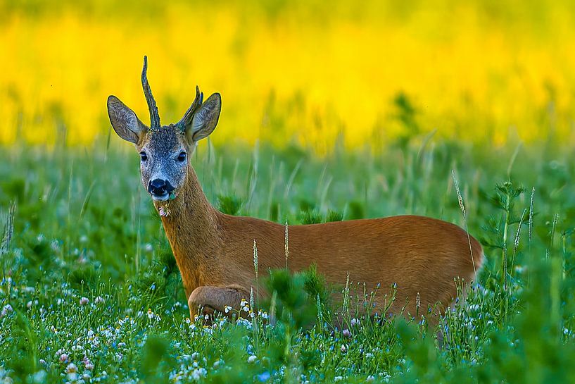 Un vieux chevreuil se tient dans un pré avec des fleurs et des herbes un matin d'été. par Mario Plechaty Photography