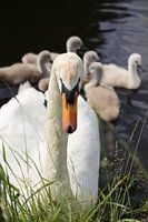 Protective Swan Guarding Swimming Cygnets