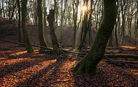 Magischer Sonnenaufgang im Wald: Das perfekte Gleichgewicht von Licht und Schatten