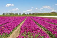 Paarse/donkerroze tulpen