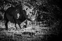 Black rhino in black and white