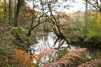 Landscape with meandering brook in autumn
