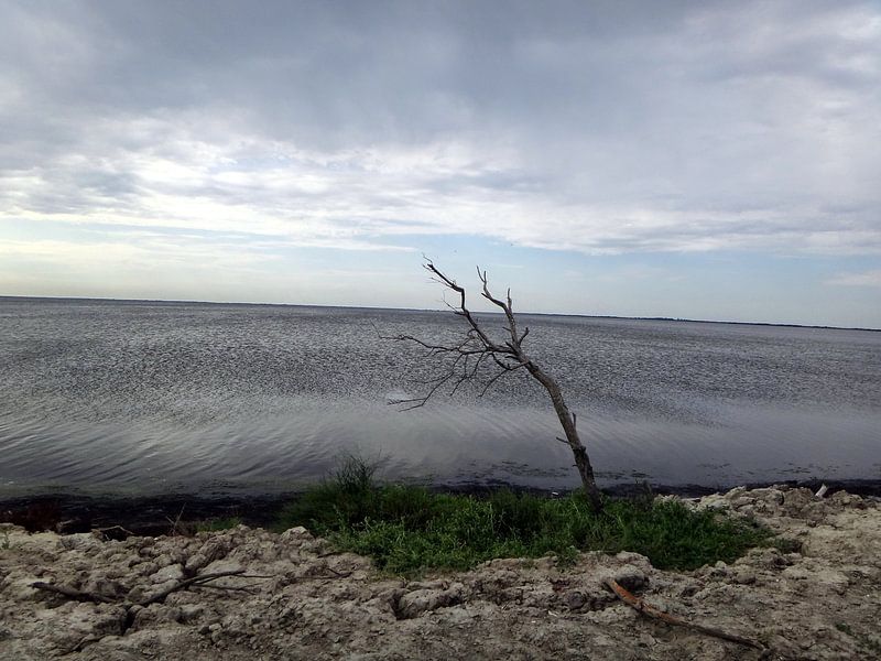 Eenzaam by P.D. de Jong