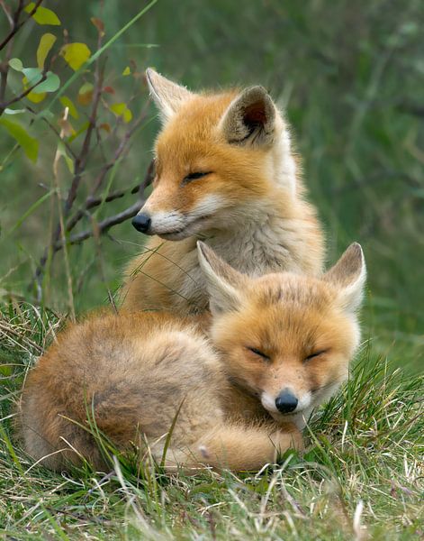 Two Young Foxes by Menno Schaefer