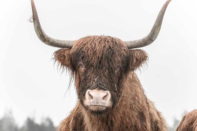 Schottische Hochlandrinder im Winter von Sjoerd van der Wal Fotografie