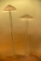 Dromerige paddestoelen