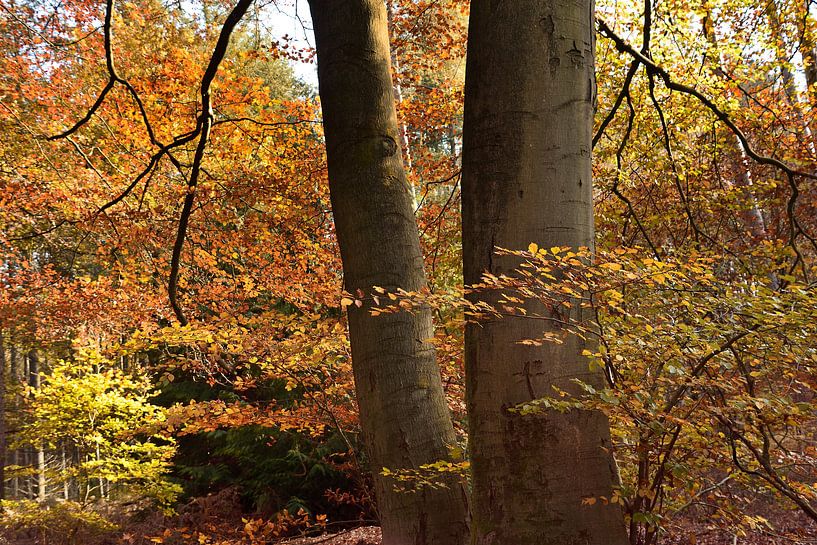 Herbstlicher Wald von John Leeninga