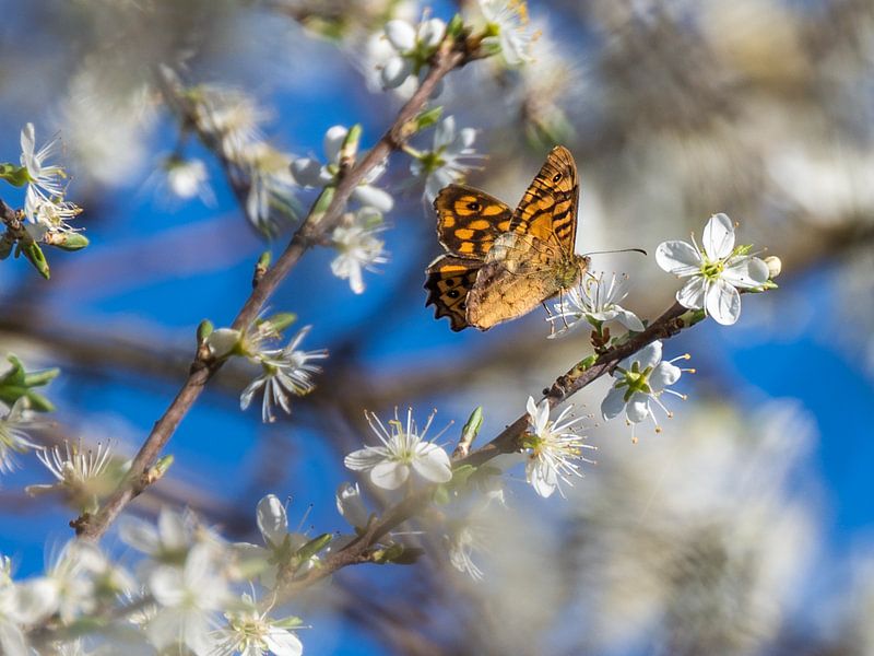 Blossom Dreams by Marcel de Groot