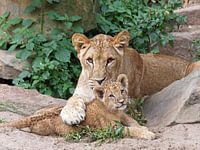 Lionesses (Panthera Leo)