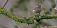 Goldcrest