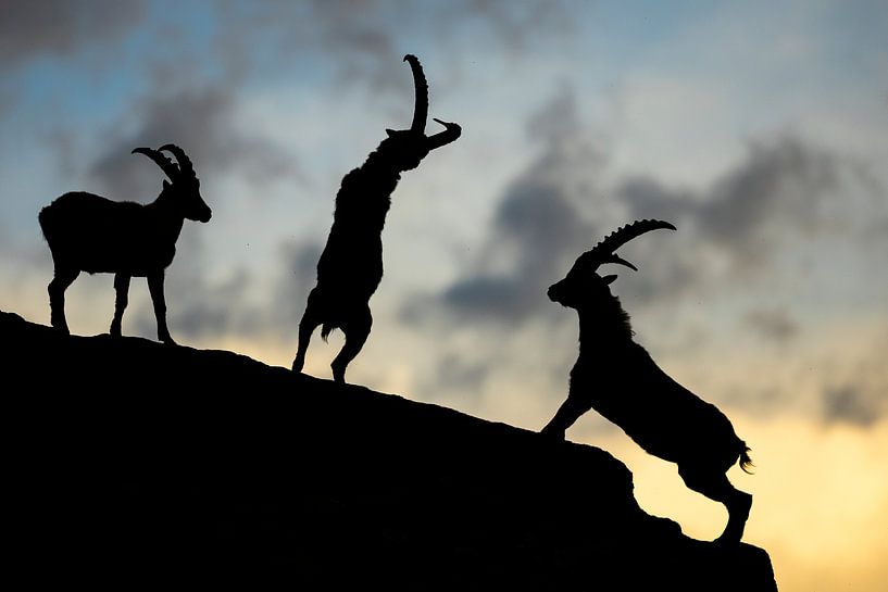 Silhouetten von kämpfenden Steinböcken von Arjen Heeres