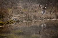 Damhert met mooi gewei aan de waterkant