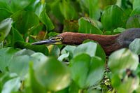 Pink Tiger Bittern with Stinging Fly in Pantanal