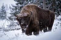 Winter Europäischer Bison