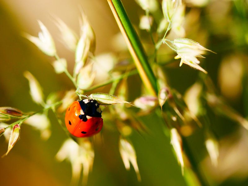 Coccinelle par Nadieh