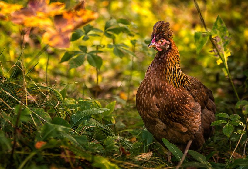 STOLZER BLICK par Jürgen Schneider