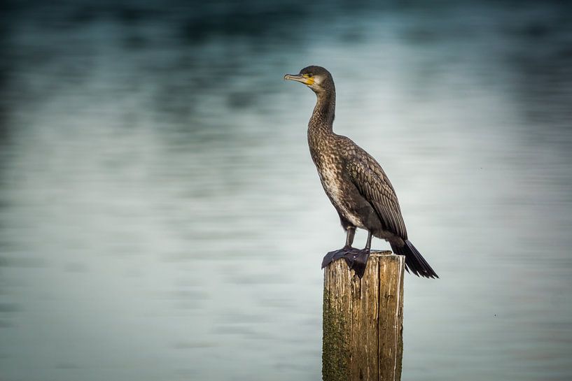 On the lookout by Koen Boelrijk Photography
