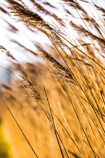 Wuivende strohalmen bij de Reeuwijkse Plassen in kleur 1 von de buurtfotograaf Leontien