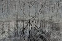 Fairytale dancing trees in the forest