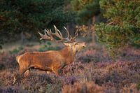Red deer among the purple moors.
