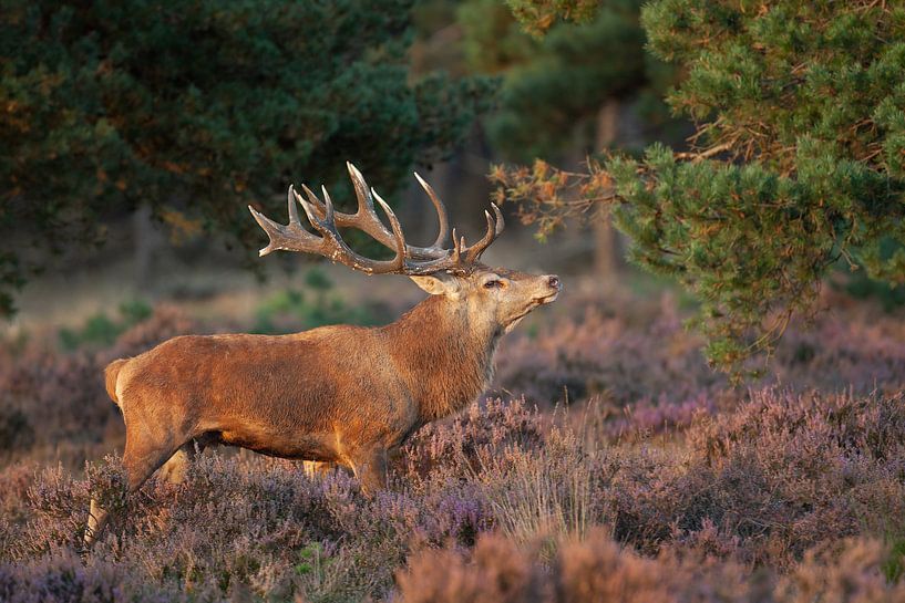 Cerf rouge parmi les landes pourpres. par Rob Christiaans