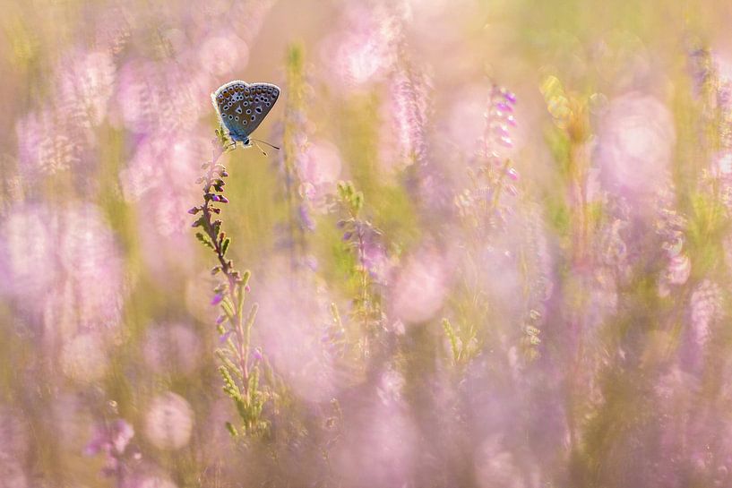 in mijn dromen.. von Maria  Van Dijk