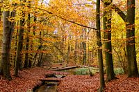L'automne aux Pays-Bas, de beaux arbres aux feuilles oranges et jaunes
