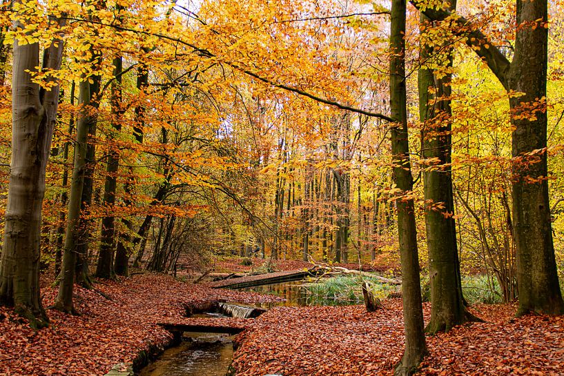 L'automne aux Pays-Bas, de beaux arbres aux feuilles oranges et jaunes par Jacoline van Dijk