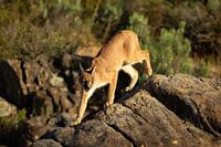 The urbanized caracal