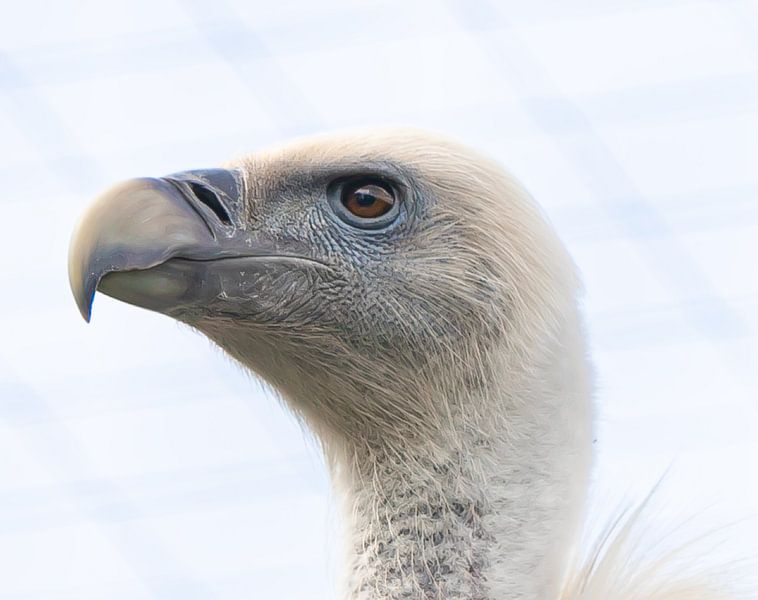 Griffon vulture. by Wouter Van der Zwan