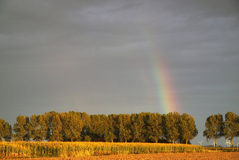Arc-en-ciel au-dessus d'une allée d'arbres par Rolf Pötsch