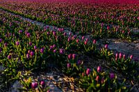 Purple tulips bulb field - Bollenstreek Netherlands