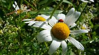 Coccinelle sur une marguerite dans la nature.