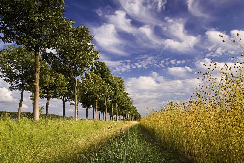 Zeeland-Flemish landscape by Linda van der Veeken