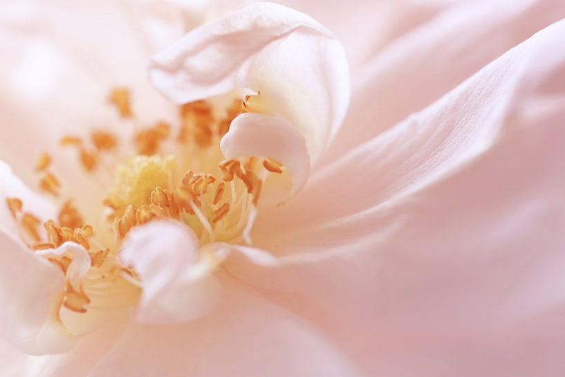 Pétales de rose par LHJB Photography