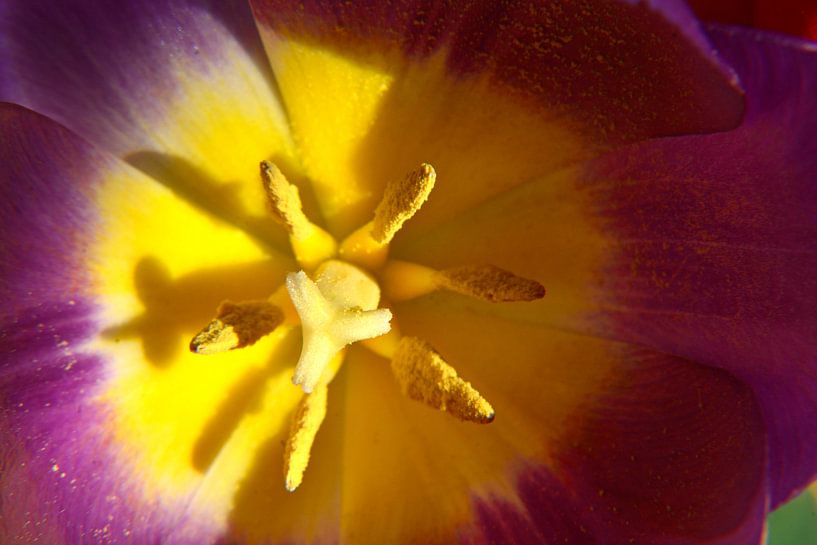Close up of a purple-yellow tulip with pistil and stamen by Trinet Uzun