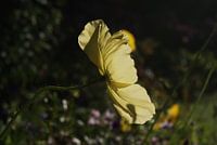 Gele bloem Christchurch Nieuw Zeeland