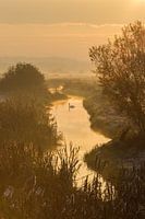 Zwaan in gouden zonsopgang