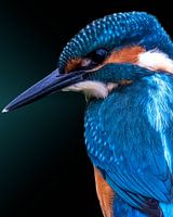 Porträt eines schönen Eisvogels