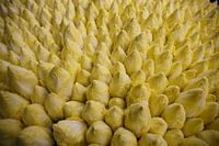 Zichorienstecknadeln