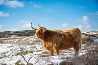 Schottischer Highlander im Schnee