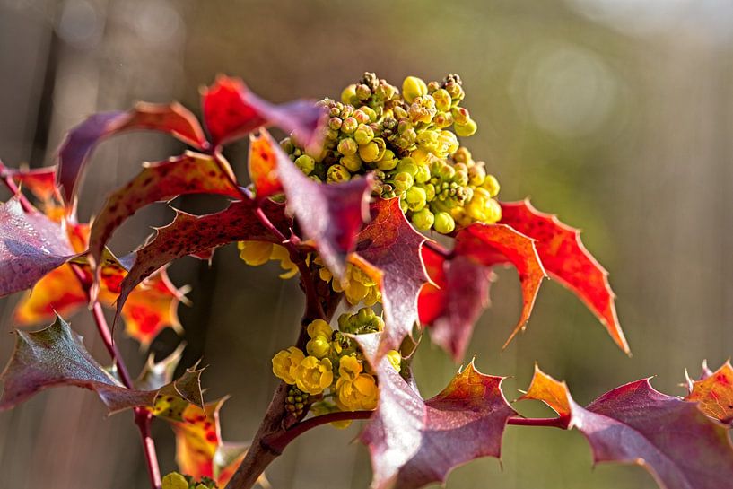 Mahogany bush by Rob Boon