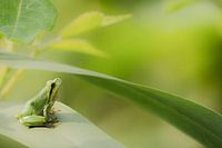 Tree frog