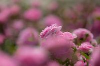 Eine Rose in pink in voller Blüte