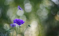 Scabiosa Blume mit schönen Bokeh Hintergrund